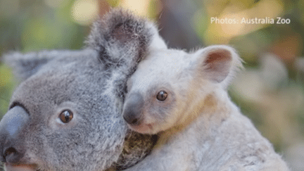 Un zoo australien a appelé les internautes à proposer des noms pour une espèce rare de koala au pelage blanc, le 28 août 2017. (Capture écran Facebook / Australian Zoo)