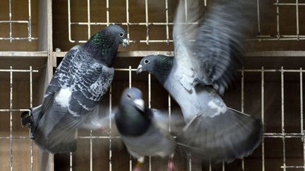 Des pigeons de l'&eacute;levage du belge&nbsp;Leo Heremans, ici le 12 janvier 2011 &agrave; Knesselare&nbsp;(Belgique).&nbsp; (GEERT VANDEN WIJNGAERT / AP / SIPA)