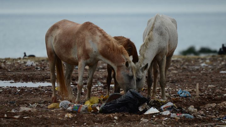 Des chevaux mangent des ordures dans la d&eacute;charge de Gramacho, pr&egrave;s de Rio (Br&eacute;sil), le 15 mai 2012. (CHRISTOPHE SIMON / AFP)