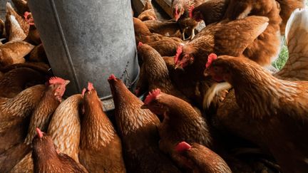 Poules mangeant du grain dans des silos, France, 23 avril 2020.&nbsp; (XEUHMA / HANS LUCAS)