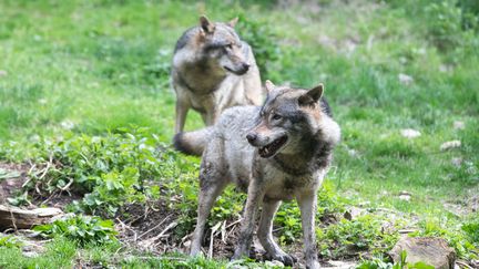 Deux loups dans le parc national&nbsp;du&nbsp;Mercantou, près de&nbsp;Saint-Martin Vesubie (Alpes-Maritimes), le 26 mai 2017. (LAURE BOYER / HANS LUCAS)