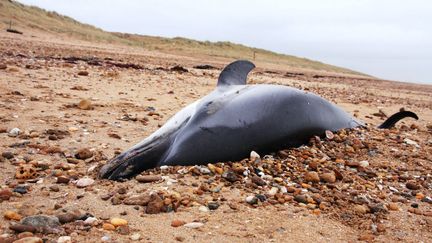 Selon Olivier Van Canneyt, biologiste à l'Observatoire Pelagis, ce sont 3 à 4 000 dauphins qui ont été tués dans le Golfe de Gascogne, pêchés par accident pour la plupart.