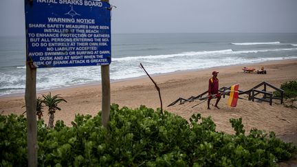 Ces filets n'empêchent pas les gros requins de s'approcher des plages. Rien ne les empêche en effet de passer sous ou à côté de ces filets. Beaucoup sont même pris dans les mailles lorsqu'ils quittent la zone de baignade, affirment les plongeurs professionnels.&nbsp; &nbsp; (MICHELE SPATARI / AFP)