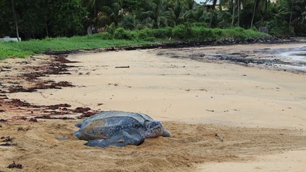 Une tortue luth sur la plage de Remire-Montjoly, près de la Guyane. (Association Kwata)