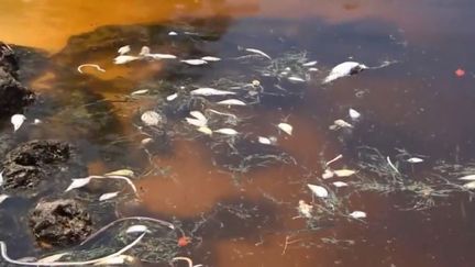 Floride : alerte aux algues toxiques