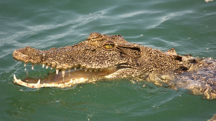 Un crocodile marin (Crocodylus porosus) photographié dans l'ouest de l'Australie. (BARBAGALLO FRANCO / HEMIS.FR / AFP)