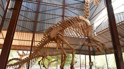 Mais les attractions du musée les plus visitées sont celles des squelettes des dinosaures à quelques mètres du grand hall.&nbsp; &nbsp; (ISSOUF SANOGO / AFP)