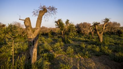 Des oliviers touchés par la bactérie "Xylella fastidiosa", à Lecce dans la région des Pouilles (sud de l'Italie), le 25 juillet 2019. (MANUEL ROMANO / NURPHOTO / AFP)