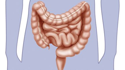 Illustration des intestins humains. (JACOPIN / BSIP)