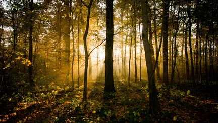 Une for&ecirc;t &agrave; Hanovre, en Allemagne, le 11 novembre 2014.&nbsp; (JULIAN STRATENSCHULTE / DPA / AFP)