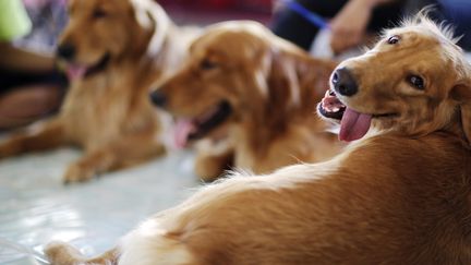 Selon l'&eacute;quipe de chercheurs, 70% des golden retrievers seraient porteurs d'au moins une copie du g&egrave;ne mutant responsable de l'ichtyose autosomique r&eacute;cessive. (JOHN JAVELLANA / REUTERS)