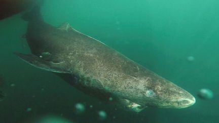 &nbsp; (Les requins du Groenland peuvent vivre 400 ans © REUTERS)