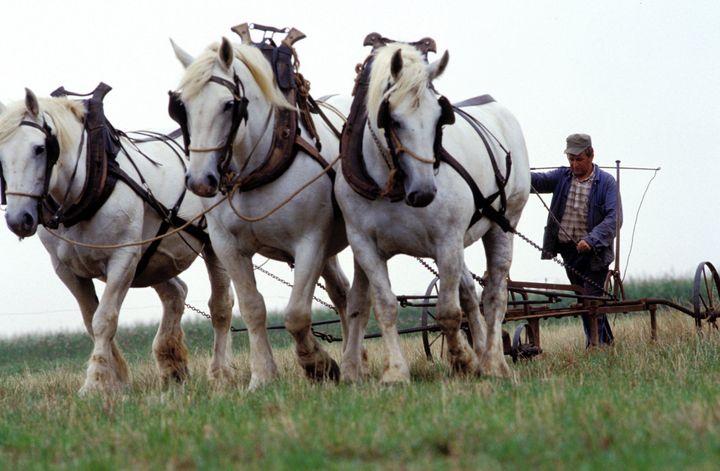 Un agriculteur laboure son champ à l&#039;aide de trois chevaux boulonnais
 (THOMAS Patrice / hemis.fr)