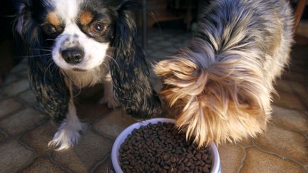 Animaux : les croquettes pour chien, un marché lucratif pour les industriels