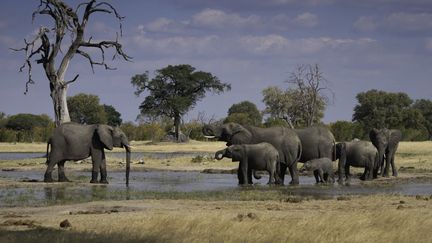 Un troupeau d'éléphants d'Afrique (Loxodonta africana) dans le parc national de Hwange, au Zimbabwe, le 5 juin 2019. (TESNI WARD / BIOSPHOTO)