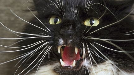 Le chat s'est sauv&eacute; apr&egrave;s &ecirc;tre sorti du trou. Depuis, il reste introuvable. (LONDON SCIENTIFIC FILMS / PHOTOLIBRARY RM / GETTY IMAGES)