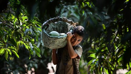 Un enfant égyptien travaille à la récolte des mangues (illustration). (MOHAMED EL-SHAHED / AFP)