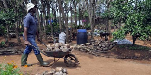 Un homme transporte des noix de coco dans une brouette dans la ferme de Songhaï le 30 janvier 2014. (AFP - Charles Placide Tossou)