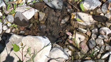 En Ardèche, la rivière de l'Ouvèze encore riche en eau grâce à la renaturation