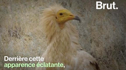 Ce petit vautour est féroce mais il est aujourd'hui en danger d'extinction. C'est le percnoptère d'Égypte.