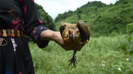 Lors de sa prière pour les douze enfants et leur entraîneur, cette femme Lisu – une tribue d'Asie du Sud-Est – sacrifie un poulet. (LILLIAN SUWANRUMPHA / AFP)