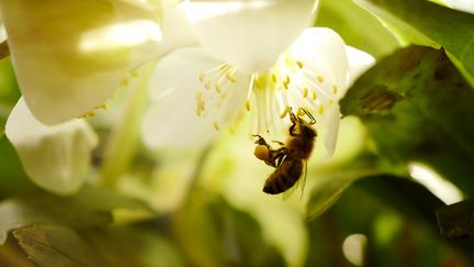 De quoi ravir les abeilles, qui butinent déjà dans certaines régions, comme à Hanau, à 30 kilomètres de Francfort. (KAI PFAFFENBACH / REUTERS)