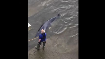 Royaume-Uni : une baleine coincée dans la Tamise libérée par des sauveteurs (FRANCE 2)