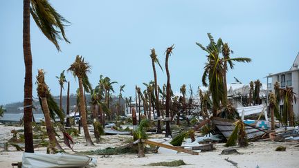 Devant l'hôtel Mercure de Marigot, à Saint-Martin, l'ouragan Irma a arraché les palmiers, mercredi 6 septembre 2017. (LIONEL CHAMOISEAU / AFP)