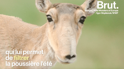 Brut : saiga (2)