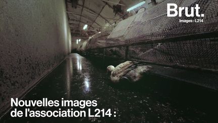 L'association s'est introduite dans un élevage des Pyrénées-Atlantiques. Ces canards sont utilisés pour leur semence par l'industrie du foie gras. Attention, certaines images peuvent choquer.