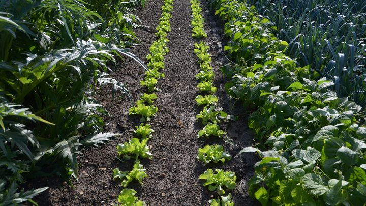 Les salades font bon ménage avec les artichauts et les haricots nains ou grimpants.&nbsp; (ISABELLE MORAND / RADIO FRANCE / FRANCE INFO)