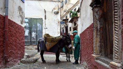 C'est un enchevêtrement de maisons construites sur une forte pente de 118 m de dénivelé. Certaines habitations, qui menacent de tomber en ruines, sont soutenues par d'imposantes poutres en bois ou en métal. C'est au milieu de ce dédale, dès l'aube, que la dizaine d'éboueurs enfilent leurs combinaisons vertes aux couleurs de Netcom, l'entreprise publique chargée de la propreté d'Alger, et sanglent aux flancs des ânes les «chouaris», grands paniers en alfa (sorte de jonc nord-africain) qu'ils fabriquent eux-mêmes. Hommes et bêtes sillonnent les ruelles escarpées, grimpant et descendant les raides escaliers interminables de cette médina bâtie au Xe siècle sous les Zirides, dynastie d'origine berbère qui régnait alors sur la majorité du Maghreb. Les éboueurs ramassent les ordures à la pelle ou à la main et les tassent dans les «chouaris». Une fois ceux-ci remplis, l'âne, qui peut porter jusqu'à 50 kilos d'ordures, les remonte en haut de la Casbah, d'où ils sont déversés dans un camion-benne. (RYAD KRAMDI / AFP)