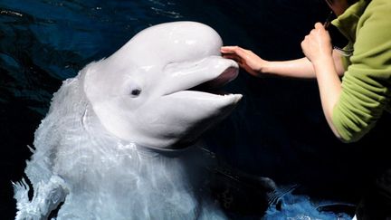 Un b&eacute;luga dans un bassin de l'aquarium de P&eacute;kin, en Chine, le 22 mars 2011.&nbsp; ( AFP)