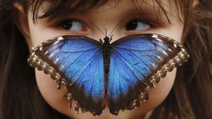 Une petite fille pose avec un papillon au mus&eacute;um d'histoire naturelle de Londres&nbsp;(Royaume-Uni), qui consacre une exposition aux papillons exceptionnels, le 25 mars 2013. (LUKE MACGREGOR / REUTERS)