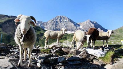 &nbsp; (A Barèges, on peut voir des moutons, "quand ils descendent en automne, pour la transhumance", précise Margot. © Laurent Dard / PhotoPQR / La dépêche du Midi.)