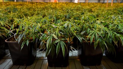 Des plants de cannabis dans un entrepôt d'un producteur légal de cette plante, à Kölliken (canton d'Argovie, Suisse), le 16 mars 2017. (FABRICE COFFRINI / AFP)