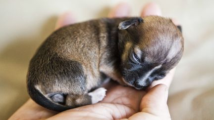 Beyonc&eacute; est un chiot n&eacute; le 8 mars dernier, tellement petit qu'il tient dans la main de son v&eacute;t&eacute;rinaire. Il pourrait entrer dans le Guinness Book comme le chien le plus petit au monde, El Dorado Hills(Californie), le 29 mars 2012. (MAX WHITTAKER / REUTERS)