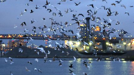 Les pigeons lumineux de "Fly by Night" dans le ciel new yorkais le 6 mai 2016.
 (Kathy Willens/AP/SIPA)