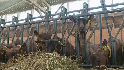 Coronavirus : les agriculteurs touchés par la fermeture des marchés