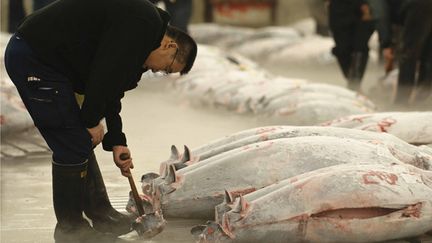 &nbsp; (Les enchères de ventes de thon rouge focalisent toute l'attention au marché de Tsukiji, à Tokyo, plus grand marché aux poissons du monde © Maxppp)