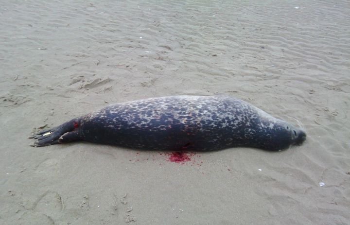 L'un des phoques retrouvés sur une plage du Touquet, le 29 avril 2018, mort d'asphyxie après avoir reçu des coups. La présence d'une bague à l'une de ses nageoires indique qu'il avait effectué un séjour dans un centre de soins, en 2014. (GDEAM-62)