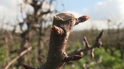 Météo : l'apparition des premiers bourgeons inquiète les arboriculteurs