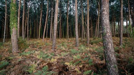 Une forêt à Seignosse, dans les Landes (illustration). (VINCENT ISORE / MAXPPP)