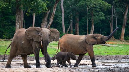 African forest elephants near the border between the Central African Republic and the Republic of Congo, August 16, 2022. (ANDREY GUDKOV / BIOSPHOTO / AFP)