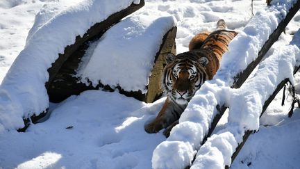 Zoo de Thoiry sous la neige. Tigre de Sibérie.&nbsp;
 (MAXPPP)