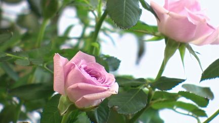 Saint-Valentin : le succès des roses d'exception de la famille Meilland