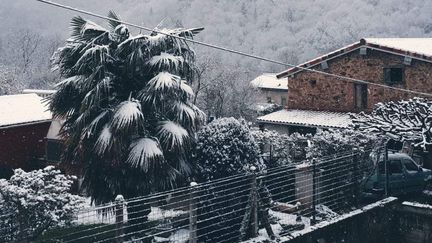 Un palmier est recouvert de neige, le 30 mars 2020, dans une commune de l'Ariège. (@Oblomovchtchina / TWITTER)