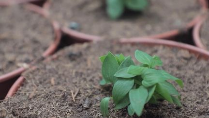 Météo : comment le redoux affecte-t-il les plantes ? (France 2)