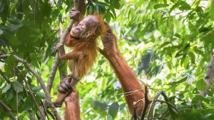 Londres : le Museum d’histoire naturelle consacre une exposition inédite aux animaux (France 2)