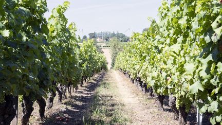 Ces vignes appartiennent à une productrice de vin blanc sucre, située à Lys-Haut- Layon (Maine-et-Loire), le 10 août 2024. (JEAN FRANCOIS FORT / HANS LUCAS / AFP)